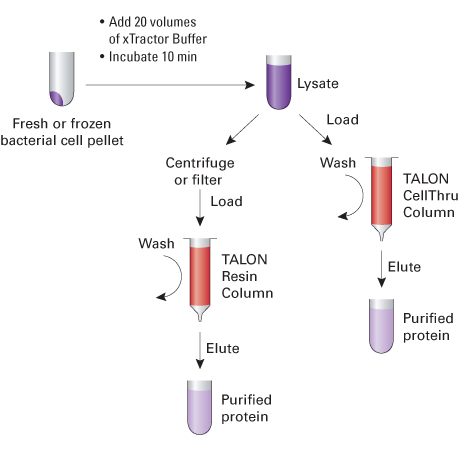 Lysis Buffer Recipe For Protein Extraction - Home Alqu